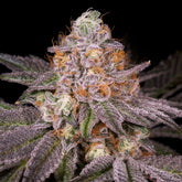 π GMO Rootbeer Seeds (100% off)